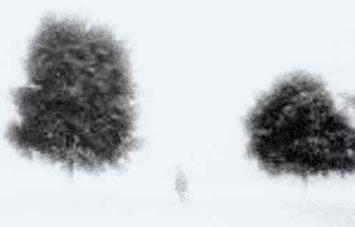 20060415031257-nieve.jpg